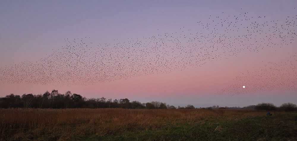 Starlings, Ham Wall